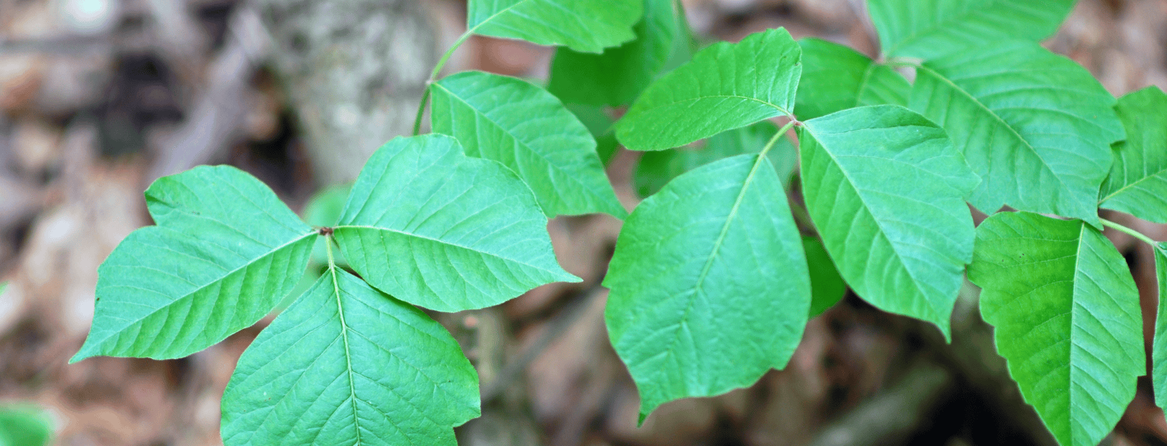 Poison Ivy